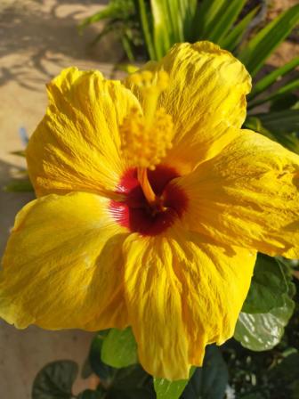 Fleur