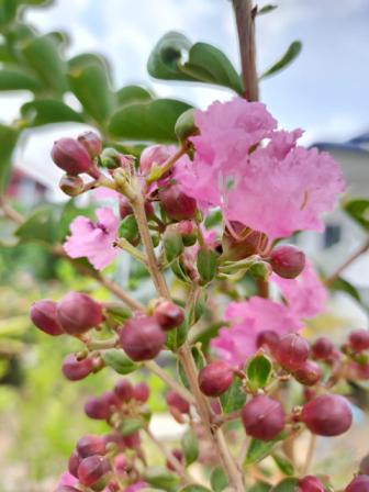 Les fleurs dans le jardin